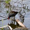 Common Gallinule III 3-5-24