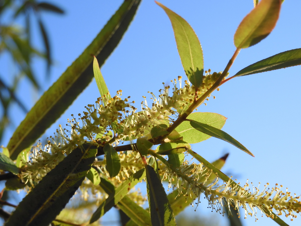 Coastal Plain Willow II 2-22-23