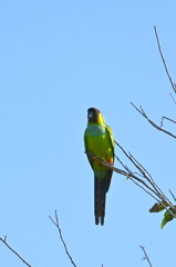 Nanday Parakeet 11-18-25