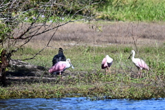 Roseate Spoonbills and a Black Vulture  
