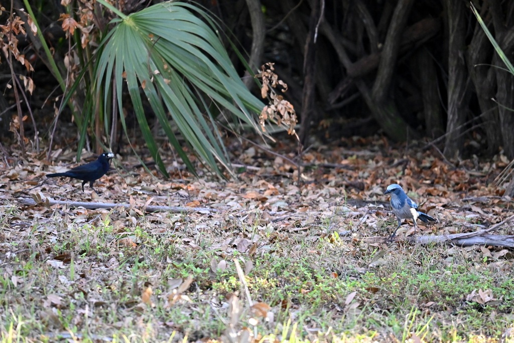 Florida Scrub Jay and Common Grackle