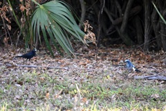 Florida Scrub Jay and Common Grackle