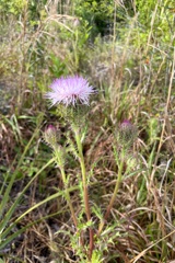 Purple Thistle I 3-6-24