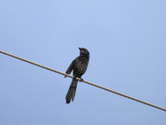 Florida Scrub Jay 3-29-23