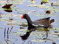 Common Gallinule IV 2-4-25