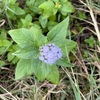 AKA Wild Ageratum 3-9-24