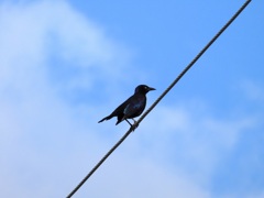 Common Grackle I 10-15-23