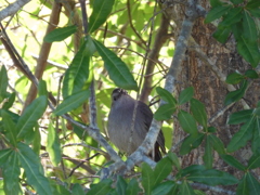 Gray Catbird III 2-22-23