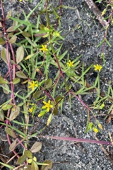 Pectis glaucescens　8-29-23