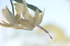 Schlumbergera 2-15-25