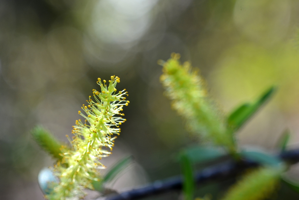 Coastal Plain Willow I 2-4-25