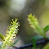 Coastal Plain Willow I 2-4-25