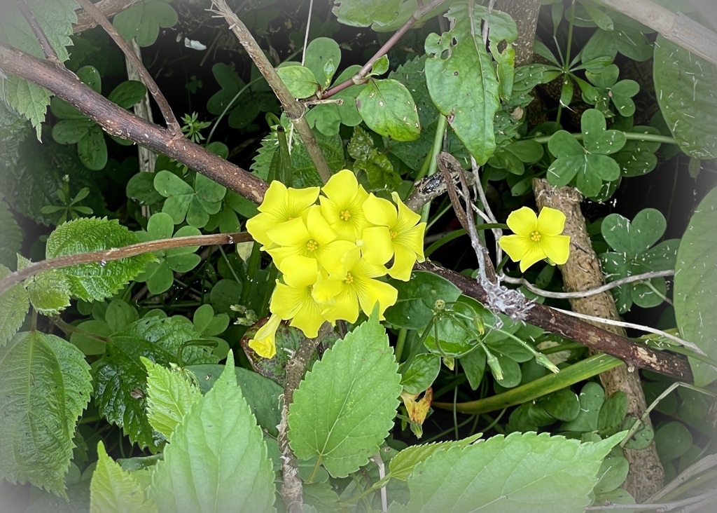 006 大黄花片喰 2024-4-17
