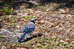 South Florida Blue Jay of Saratoga Lake