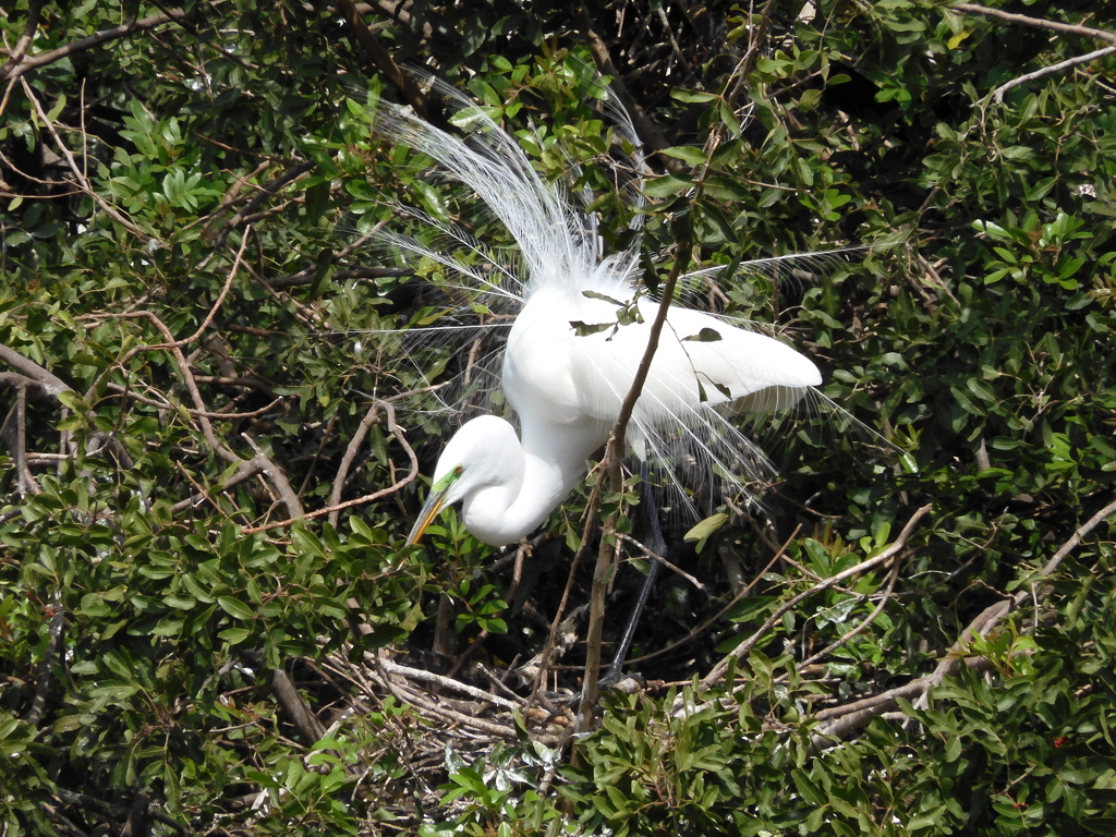 Great Egret Showing Off IV 3-5-24