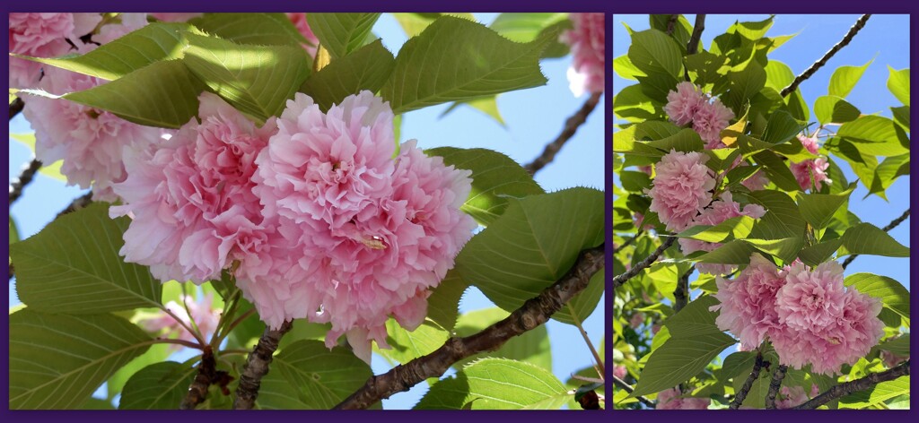 平和公園の八重桜　2024-4-18