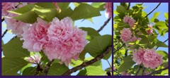 平和公園の八重桜　2024-4-18