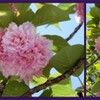 平和公園の八重桜　2024-4-18