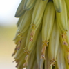 Aloe Vera IV 3-11-25