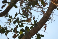 Palm Warbler I 1-24-23