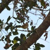 Palm Warbler I 1-24-23