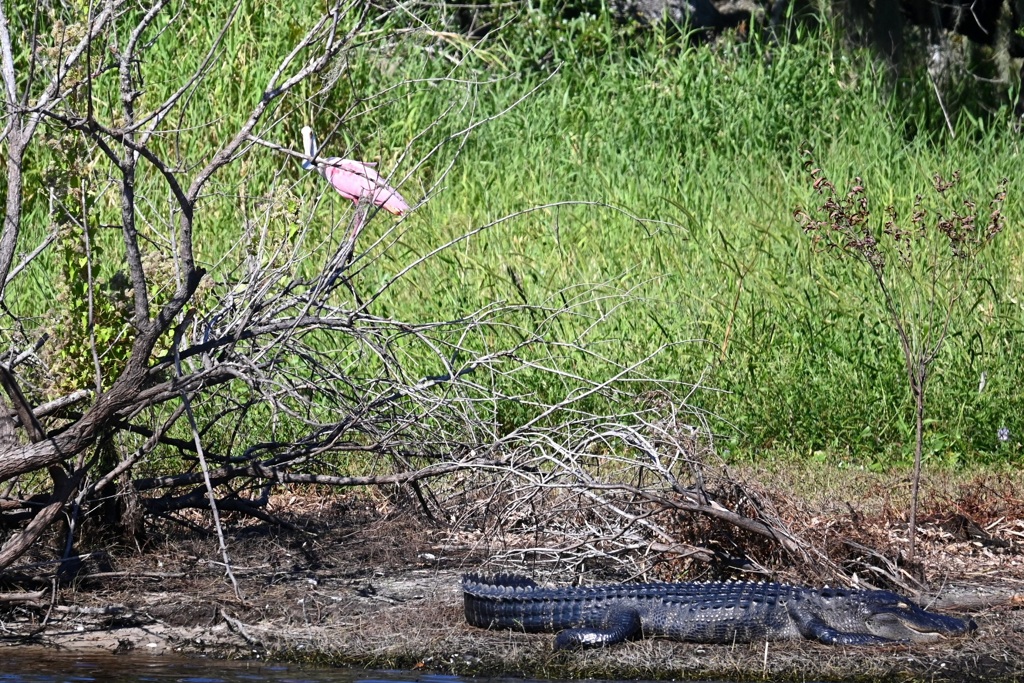 見てた　10-15-25