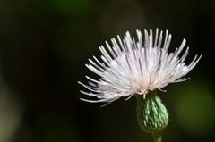 Soft Pink  7-9-25