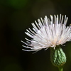 Soft Pink  7-9-25