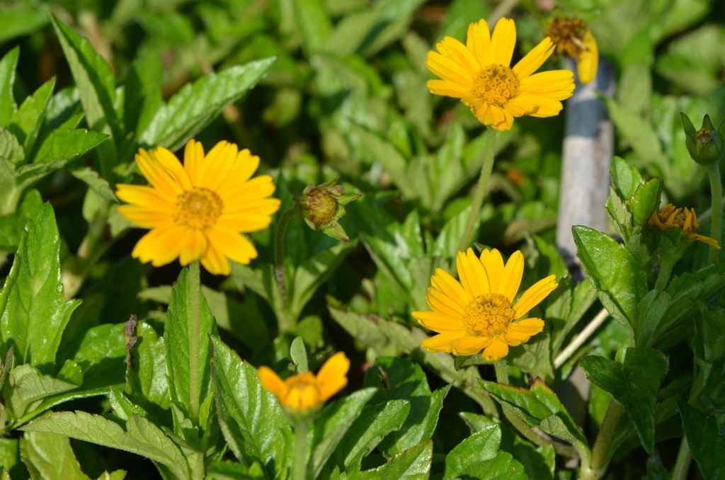 Creeping Oxeye I 6-22-23