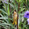 Romalea microptera 7-25-23