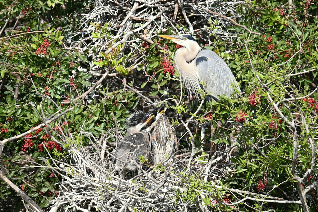 母上おなかがすきました　1-30-26