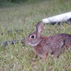 Eastern Cottontail II 11-2-23