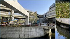 一の橋公園　2024-4-14