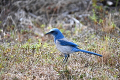 Florida Scrub Jay VII 2-4-26