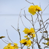Golden Trumpet Tree No2-II 3-16-24