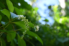 Florida Fiddlewood I 7-17-25