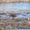 Mottled Ducks and Blue-Winged Teals 1-2-