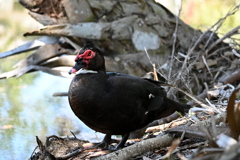 Muscovy Duck IV 2-4-25
