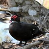 Muscovy Duck IV 2-4-25