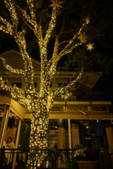The Live Oak Tree 12-19-24