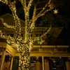 The Live Oak Tree 12-19-24