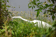 Great Egret Hunting I 3-5-24