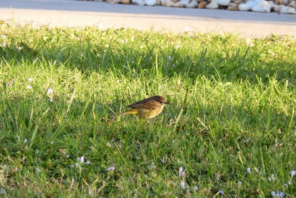 Palm Warbler III 11-2-23
