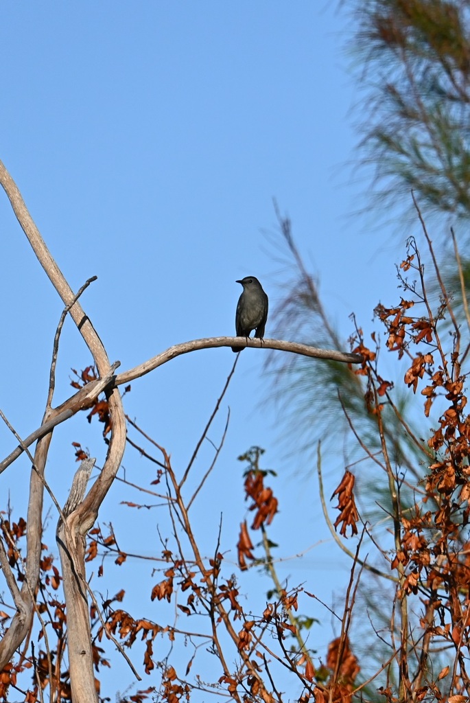 Gray Catbird 10-26-24