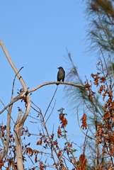 Gray Catbird 10-26-24