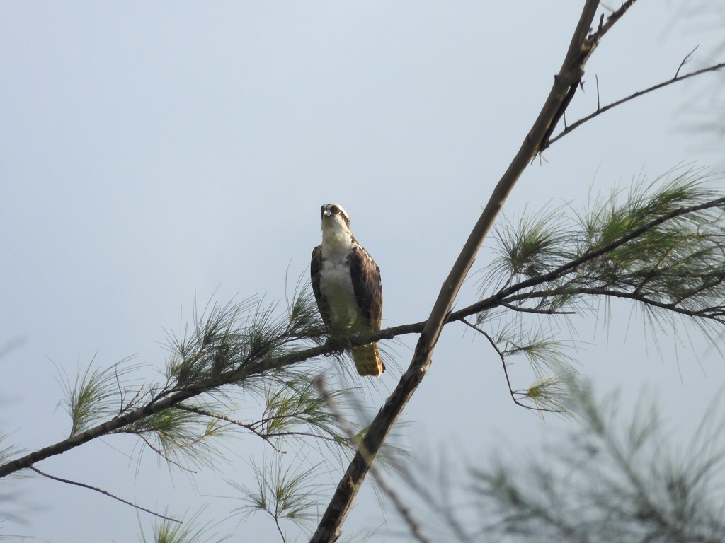 Young Osprey II 10-15-23