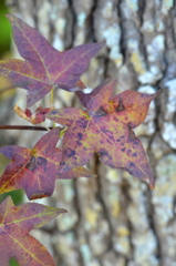 Sweetgum IV 2-4-25