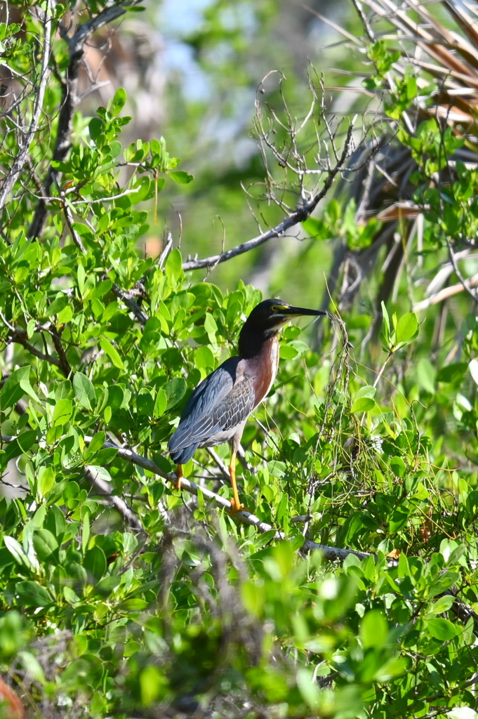 Green Heron 6-26-25