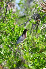 Green Heron 6-26-25