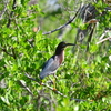 Green Heron 6-26-25